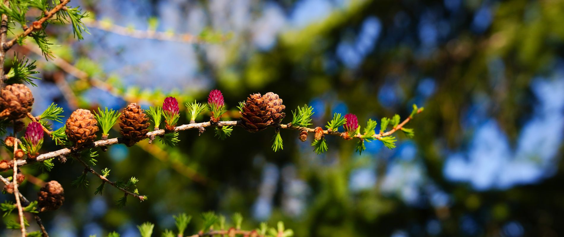Printemps Les Orres mélèze en fleur