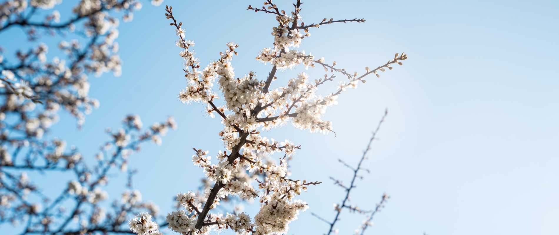 Fleur printemps ciel Les Orres, Hautes-Alpes
